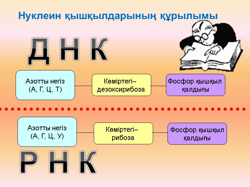 Нуклеин қышқылдарының құрылымы Д Н К Р Н К Азотты негіз (А, Г, Ц,